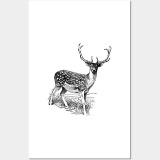 Oh my deer! Posters and Art